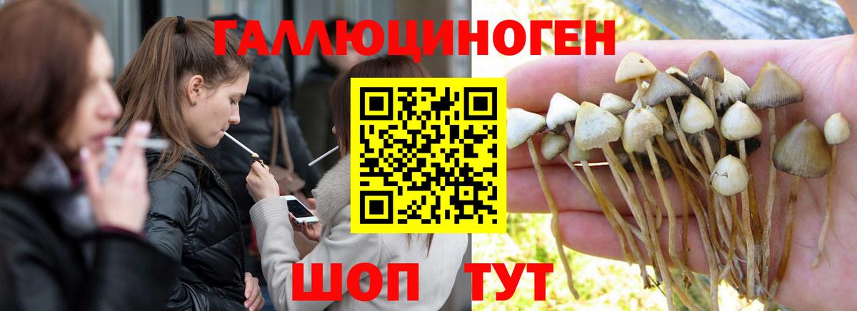 Усть-Джегута  Псилоцибиновые грибы Psilocybe  Вход с VPN 